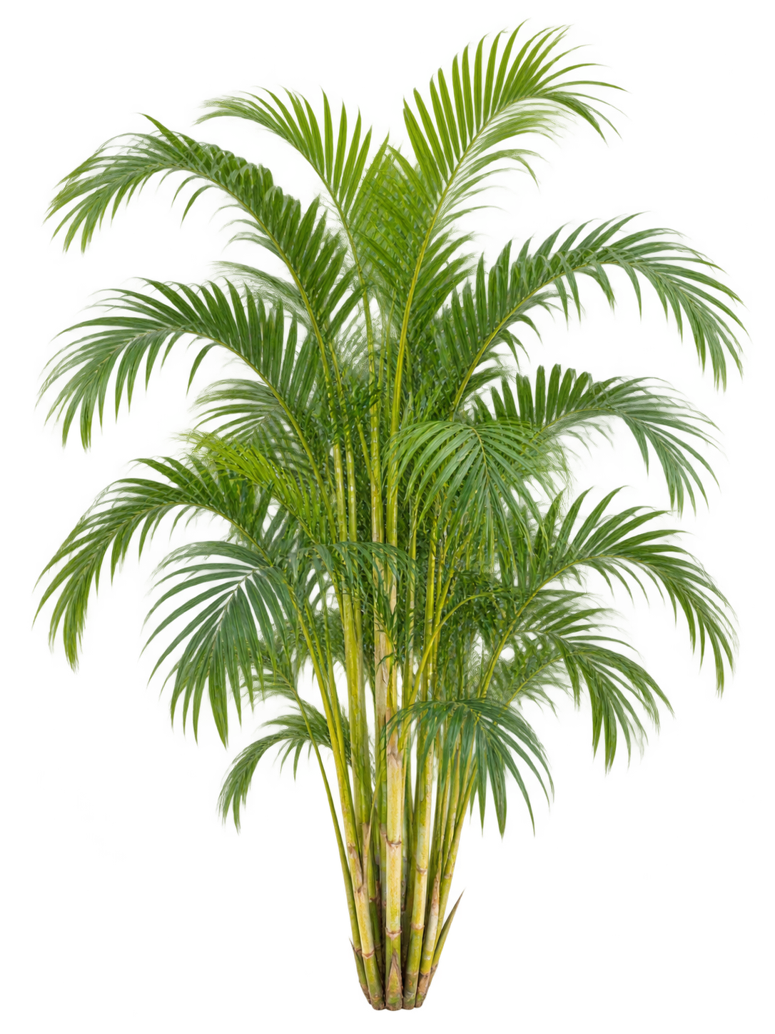 Areca Palm