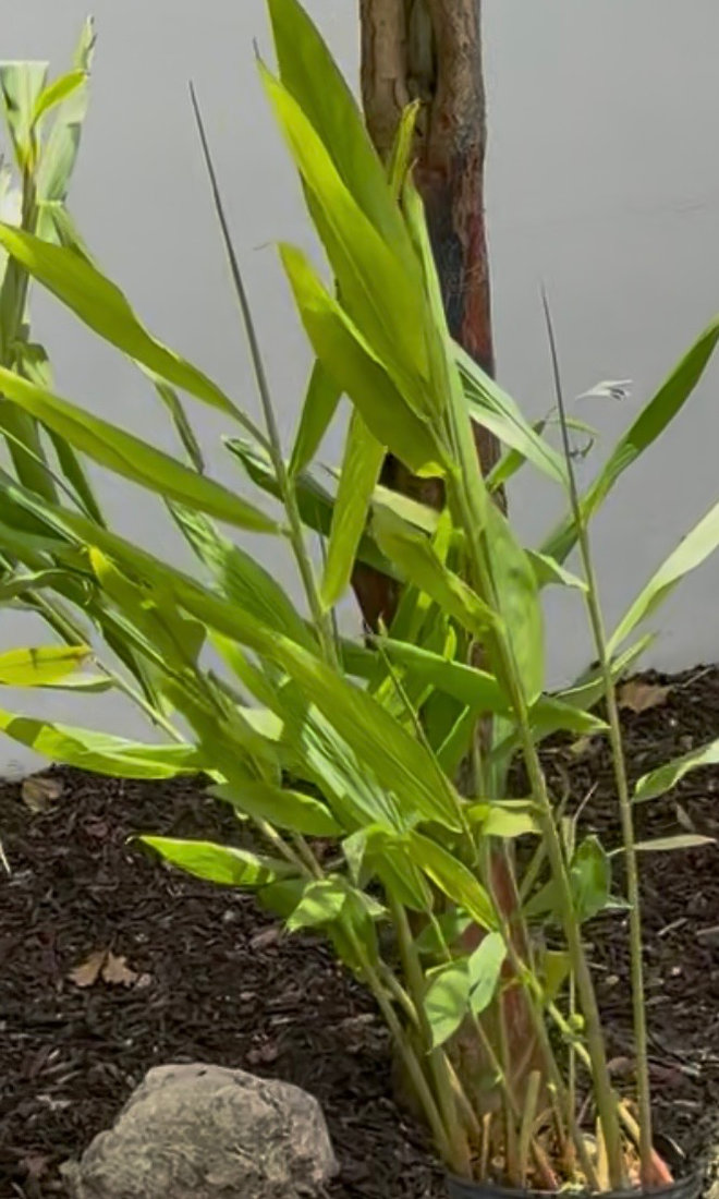 Butterfly Ginger
