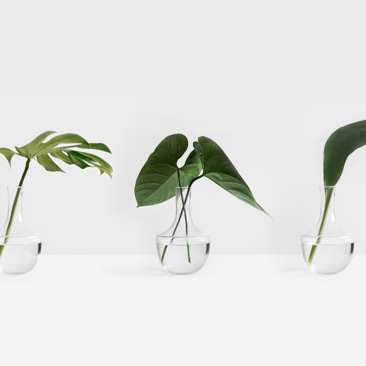 Plant care and maintenance