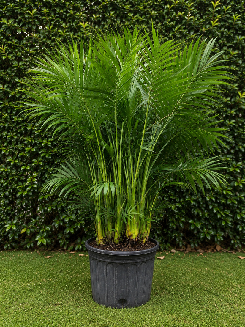 Cat palm from the Biscayne Hideaway plant collection