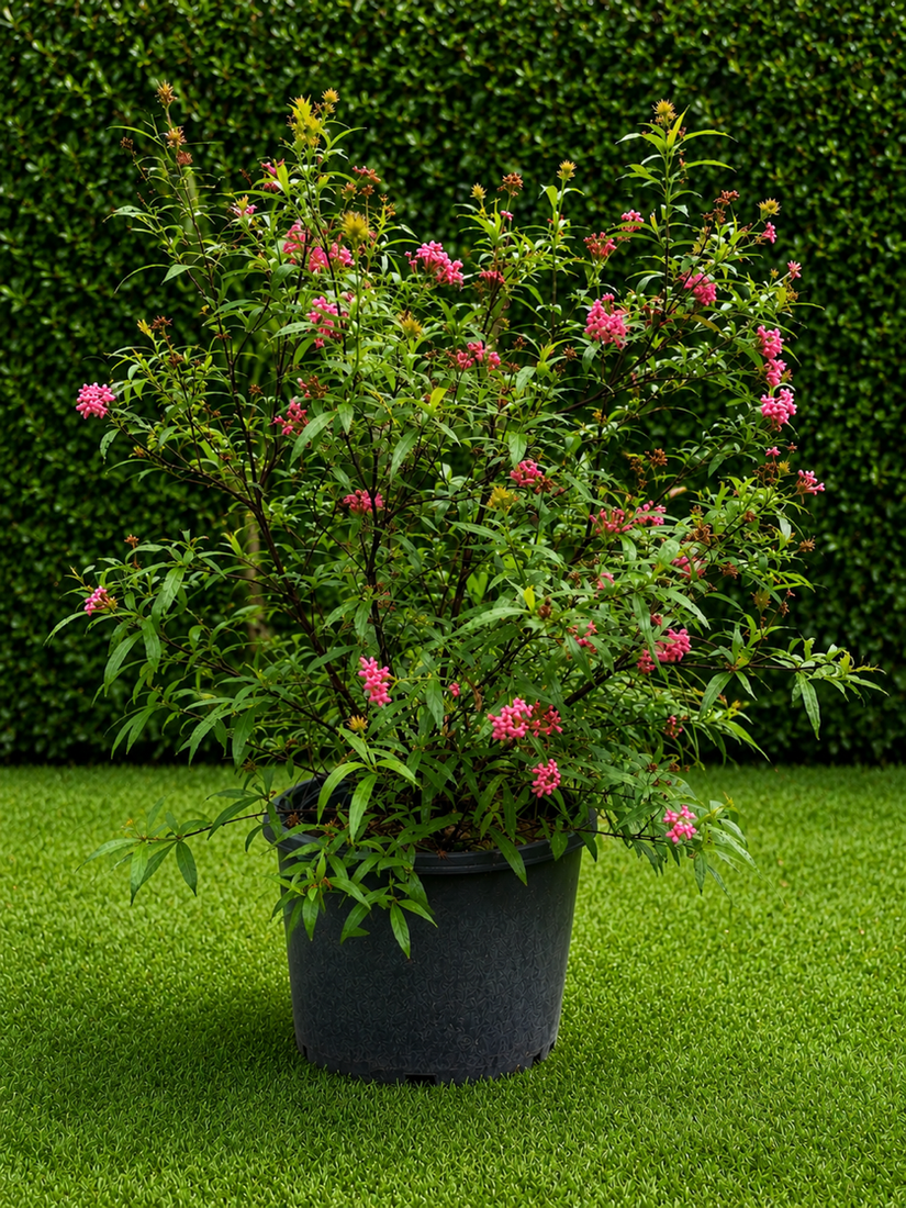 Pink Lantana