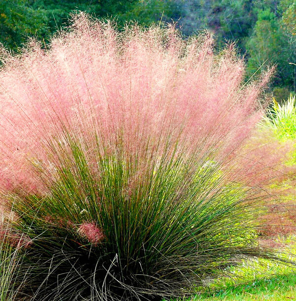 Pink Muhly Grass