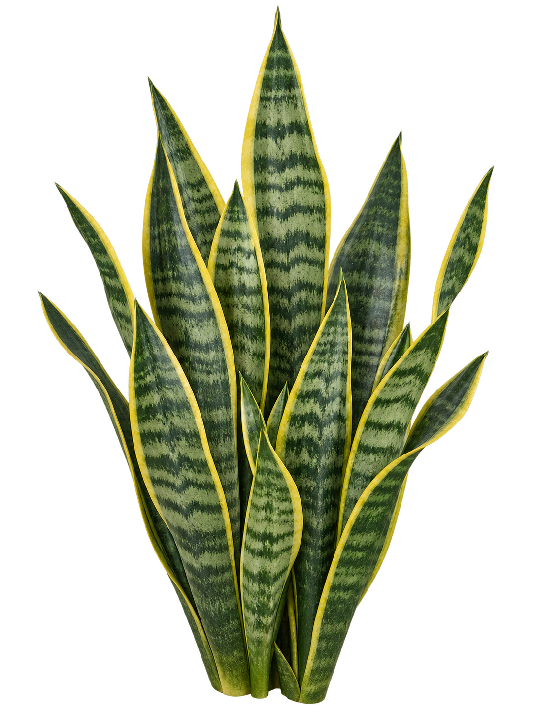 Snake Plant