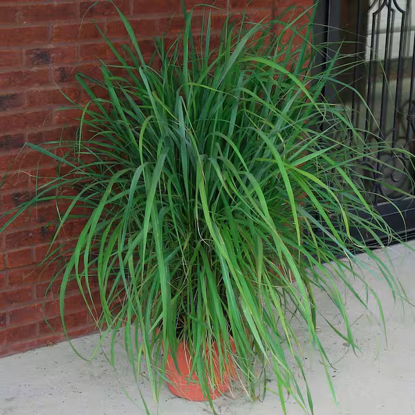 Lemongrass